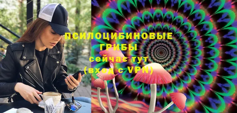 Галлюциногенные грибы Psilocybe Константиновск